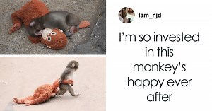 “Nature Is Cruel”: After Being Rejected By Mother, Baby Monkey Finds Comfort In Stuffed Toy