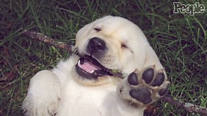 Check out my new People Magazine online video! Trying to help YOU decide-is a new pet compatible for you?...Link to People Mag video below 🤓🐶❤️ And check out my other People videos at people.com/people-pet-vet/ 😊 #people #newpup #dog #mansbestfriend #puppy #furbaby #adoptdontshop http://people.com/pets/everything-you-need-to-know-before-becoming-a-pet-parent-for-the-first-time/ | Dr. Evan Antin