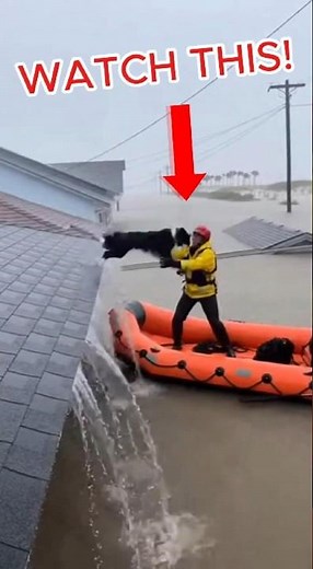Dog Jumps From Flooded Roof & Rescuers Catch Him