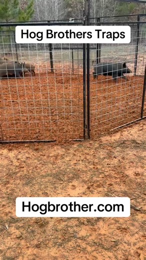 “JUST WATCH TILL THE END 👀💥 What started as a few pigs turned into a full-on takeover… until that Hog Brothers Trap shut the party down! 🐗⬇️ This is why landowners across Texas and beyond trust Hog Brothers Traps — durable, quiet, and smart. You decide when the gate drops using our solar-powered camera system, and it’s all backed by a 5-year warranty. No guessing. No sleepless nights. Just results. 💪 If you’ve ever walked out to your pasture and seen hog damage overnight, you already know wh