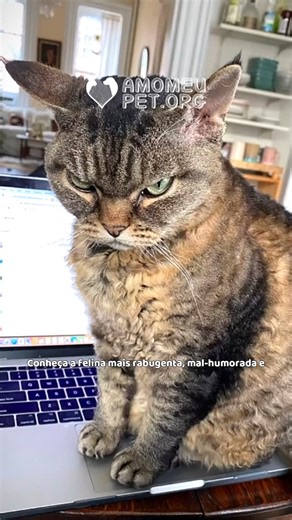 🐱💔 De “inadotável” a inseparável! Barbara superou o luto e hoje é puro amor com Sarah ❤️🐾 📸 Instagram/@grumpybarbara | Amo Meu PET