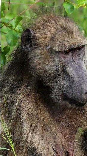 animals video | baboon sounds #baboon