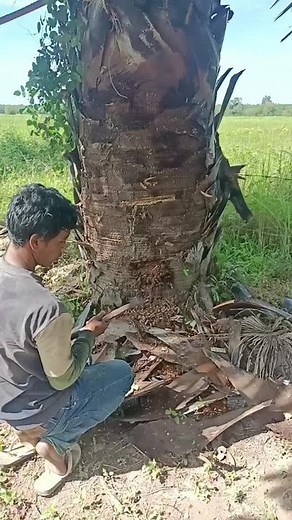 How to Safely Cut Down a Palm Tree