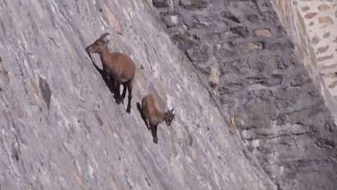 The High Altitude Secrets of Mountain Goats: Why They Risk It All at 13,000 Ft