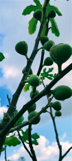 31K views · 646 reactions | Medicinal Fruit Trees 101: Brown Turkey Fig #medicine #gardening #garden #flowers #healthyeating #fruit | The Weeds and Seeds Guy | Facebook