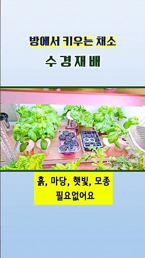 버터헤드상추, 양상추, 치커리, 케일, 샐러리, 바질, 적겨자, 청겨자, 방울토마토, 미니파프리카, 깻잎, 딸기, 쑥갓