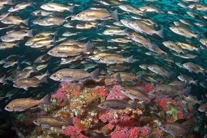 US Marine Scientists to be Honoured | Marine Science | Fish Focus