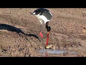 Saddle-billed Stork: Silent Giant of Africa’s Wetland