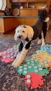 Who else's dog does this? 🤦‍♀️ | Whataboutbunny