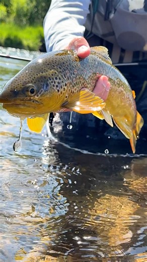 57K views · 732 reactions | One of Lance Egan’s favorite summer time fly patterns! We use this all over on the rivers here out west…. Checkout out the mature list and full tying tutorial with the link provided: https://www.flyfishfood.com/blogs/euro-nymph-tutorials/pat-s-rubber-leg-stone-variation #flyfishfood #flytying #flyfishing | Fly Fish Food | Facebook