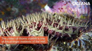 5.4K views · 72 reactions | FUN FACT: Crown-of-thorns starfish can have as many as 23 arms! ⭐ | Oceana | Facebook
