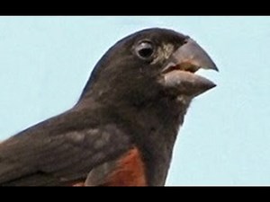 Curió Praia Clássico Repetidor cantando muito em 30 minutos