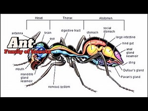 Ant: Evolution - Distribution - Life cycle - Behavior and ecology Relationship with humans | Insects