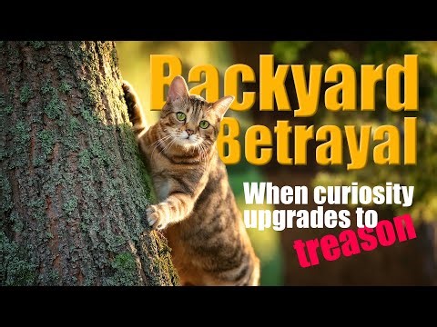 The Great Backyard Jailbreak: Rango vs. The Stick of Justice