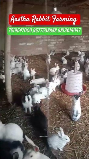 The Ultimate Guide to Rabbit Farming Breeds in India