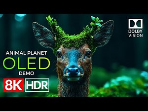 Animal Planet OLED Demo HDR 8K Ultra HD Dolby Vision™ 60fps