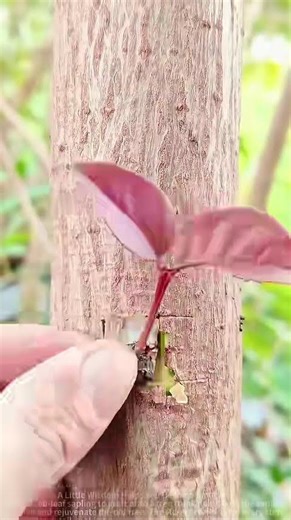 Grafting tips for red leaf sapling success #shorts #gardening #plantcare
