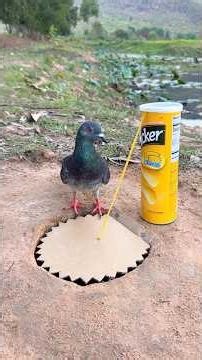 Unique Creative DIY pigeon bird trap by pepper & hole #camping #outdoors #bushcraft