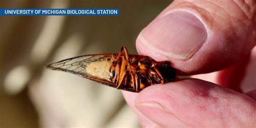 Moment of Science: The curious case of the cicada, the fly, and the fungus