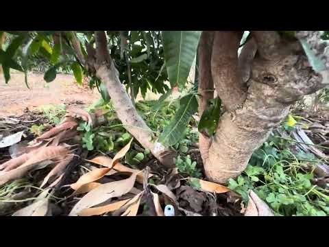 Seedling mango farm tour Part 1 - San Diego, CA