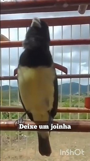 PAPA CAPIM DOS MEUS SONHOS ! E MUITA MELODIA