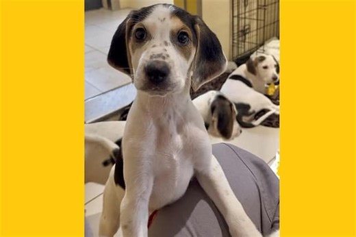 Dogs Trust: These Foxhound crossbreed puppies are ready to be adopted in Northern Ireland
