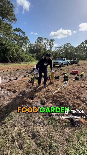 How to Plant a Dwarf Banana Plant for Fast Growth