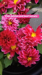 My plants 🪴 pink dahlias and beef tomatoes 🍅 like 👍🏻, share, not sticker comments, follow 🥰🇬🇧 #dahliaseason #pinkdahlias #flowerseveryonehighlights #plantsmakepeoplehappy #BeefTomato Marites Gibson | Marites Gibson