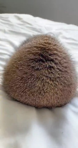 Funny Potato-Like Prairie Dog Moment Caught on Camera