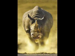 Karel Plíhal - Nosorožec