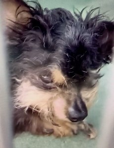 1.9K views · 467 reactions | TINY AND SKINNY 15 year old yorkie...