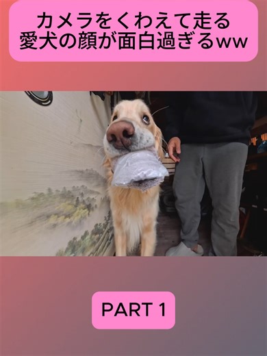 カメラをくわえて走る愛犬の顔が面白過ぎるww. P1#ジョイの小部屋 #pet #trend #fyp #viral #japan #dog #dogoftiktok
