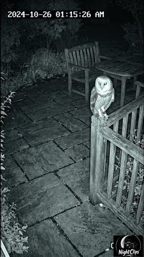 “Terrifying [Owl] Spotted on CCTV at [1:15 am]”#shorts
