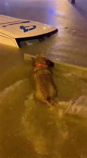 Heroic Dog Saves Kitten from Flood! 🐕💦 #DogRescue #AnimalHero #KindnessToAnimals