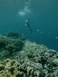 Kermit Dive Freediving at Sama Island
