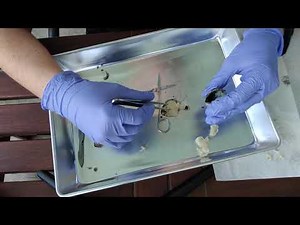 Sheep Eye Dissection- Structure Overview