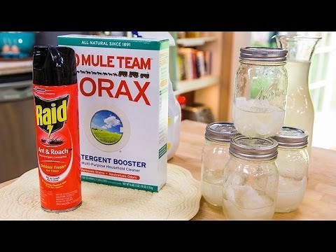 Home & Family - Sophie Uliano's Homemade Ant Traps