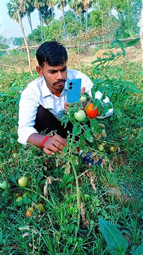 farming reels tomato 🍅😄 #tomato #kheti #farmer #funny
