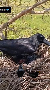 Crows are exceptional parents—both males and females share in raising their young, and what’s truly amazing is that older siblings often stay with the family to help feed and protect new hatchlings, forming tight-knit, cooperative family units rarely seen in birds.#fbreels, #viralreels, #instagood, | SmartClass S Dob | Facebook