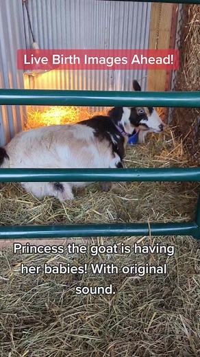 Princess the Goat's Incredible Live Birth Experience