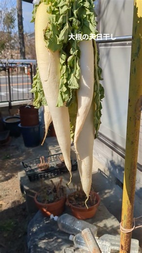 大根の漬物を作って美味しく食べます。ははは 左下▷三角タップしてね