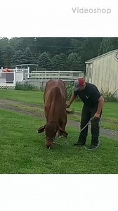 SURPRISE!! Maverick has learned to bow!! Many people ask me how to train cattle and my answer always is, "Lots of TIME and LOVE" Maverick is doing awesome with his training!! If you look closely at the last two clips, he bows with just voice commands. GOAL ACHIEVED! #AmericanBrahman #training #animalsgottalent #bow #cattleofinstagram #time #love #goals | Diamond W Saddle Cattle