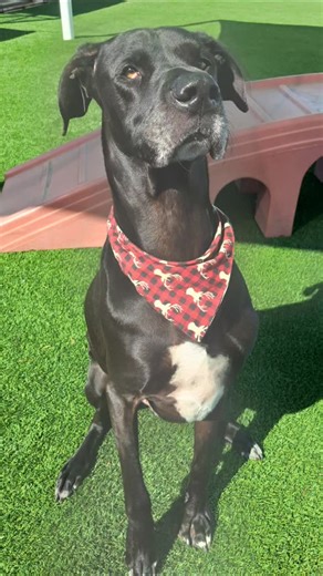 Pooch's Boarding and Daycare on Instagram: "Dog of the Week: Rufus 🐾 Rufus, our sweet gentle giant, is enjoying a relaxing boarding stay with us! 💙 He’s enjoying boarding in one of our elegant luxury suites, getting extra love during one-on-one enrichment time with our trained kennel coordinators, and soaking up all the attention. His pet parents receive daily photo updates, so they never miss a moment of his stay. 📸🐶 We love making every visit feel safe, enriching, and special Rufus is doin