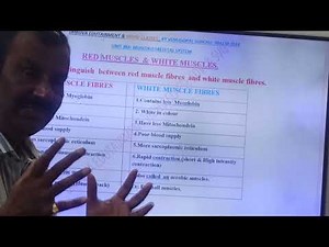 249:RED MUSCLE fibre & WHITE MUSCLE fibre