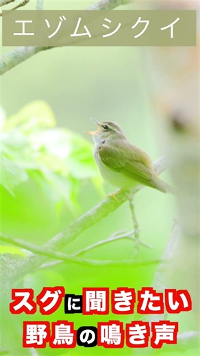 すぐ聞ける野鳥の鳴き声 エゾムシクイ #shorts