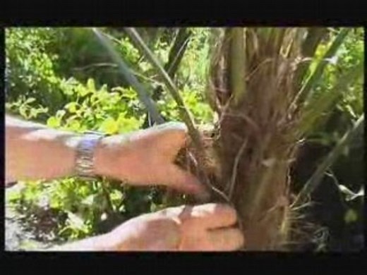 Entretien du chamaerops