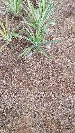 Pineapple Farming Insights: Techniques and Tools
