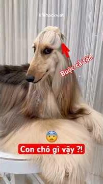 Are You Rich Enough to Afford These Rare Dog Breeds? 💸🐶 #shorts #exploration