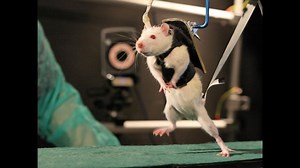 Paraplegic rats walk again after robot therapy and spinal cord stimulation