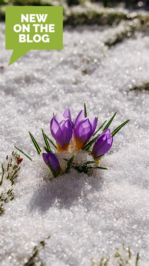 NEW ON THE BLOG: "Fall Bulbs for Early Spring Blooms" 💜 ⁠Looking for ideas for an early spring blooming garden? We've got you covered! Read one of our latest blog posts to find out more. We hope you find inspo and new ideas! Read it here: https://grow.edenbrothers.com/fall-bulbs-for-early-spring-blooms/ Comment and let us know which bulbs you would plant! #edenbrothers #springarden #fallbulbs #gardeninspo #gardenblog | Eden Brothers